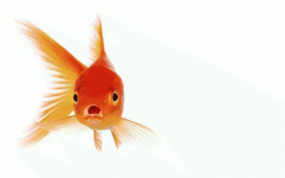 In Defence of Goldfish