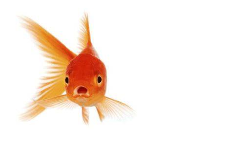 In Defence of Goldfish
